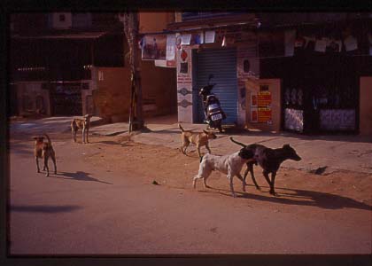 India_bang_neigh08