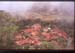 India_West_Ghats04