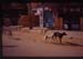India_bang_neigh08